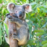 Port Douglas Wildlife Habitat Koala Feeding